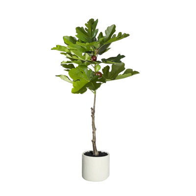  Fig Tree With Fruit In Pot, 7" Diameter & 38" Tall