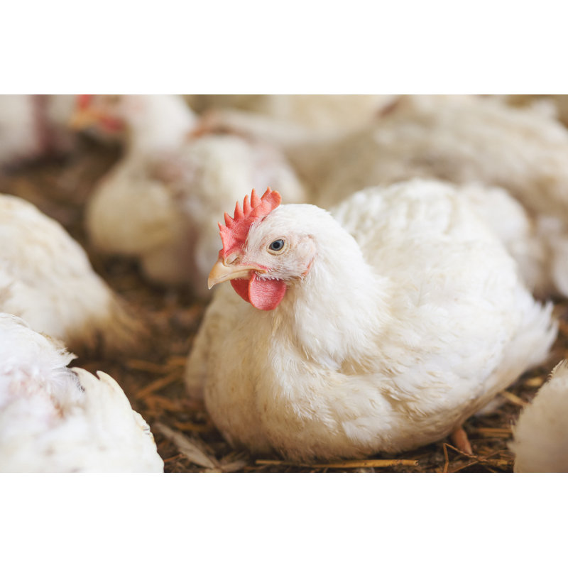 Chicken At Farm Resting by Danchooalex - Print, 81cm H x 122cm W