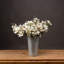 Anastasija Arrangement