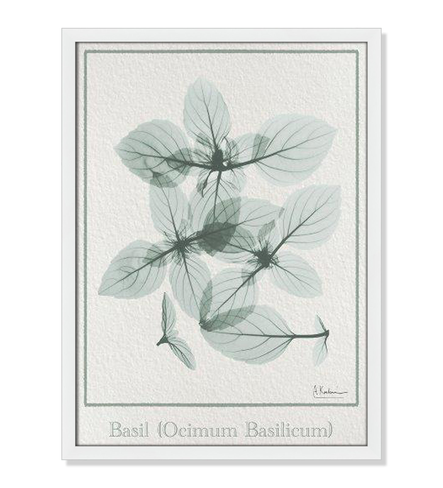 Jeanette "Basil Ocimum Basilicum" Painting, 23" H x 17" W x 1.25" D, Satin White Framed Paper