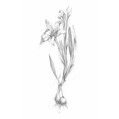 Botanical Sketch I - Wrapped Canvas Print