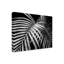 Palmier noir et blanc par Debra Van Swearingen - reproduction de photo sur toile tendue-32782305