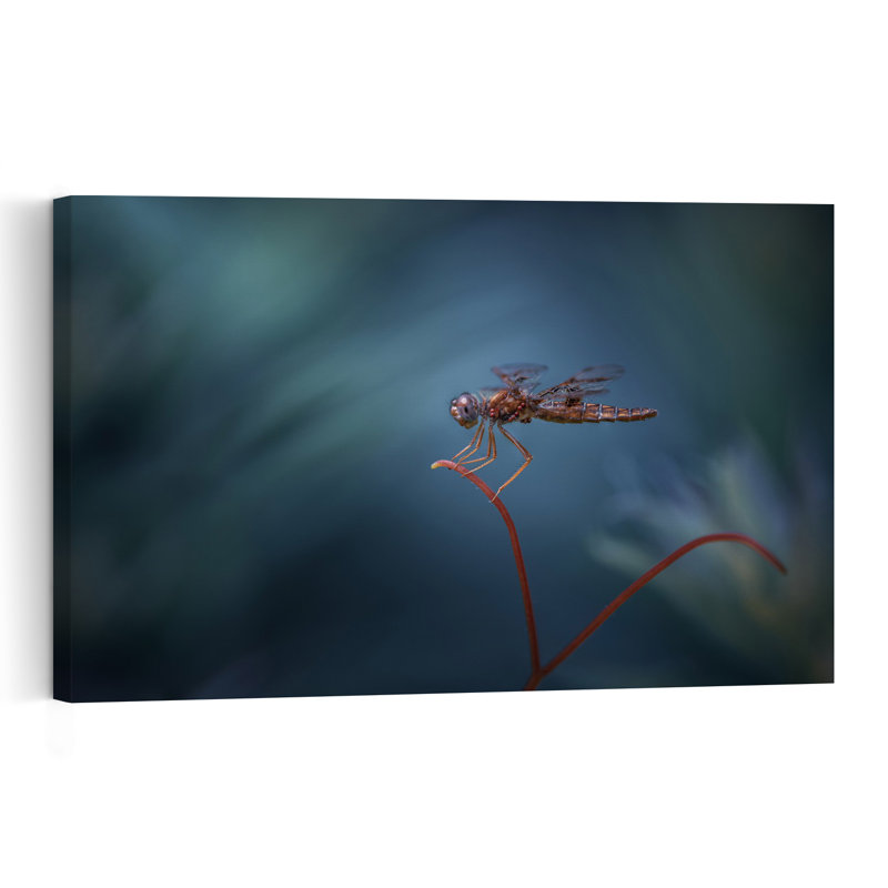 Tranquil Dragonfly Perch Delicate Peaceful Serene Dragonfly Nature Plant Wall Art Print by Atul Saluja - Print