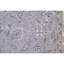 Ziegler 3000 Handmade Wool Oriental Area Rug