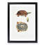 Three Banded Box Terrapin by John Edward Gray - Picture Frame Painting Print-55611403-55611404