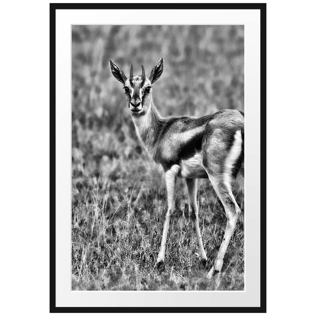 Gerahmtes Poster Prächtige Gazelle auf Wiese