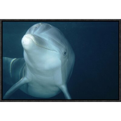 Bottlenose Dolphin Underwater Portrait, Captive Animal, Hawaii' Photographic Print -  East Urban Home, EAAC8785 39227158