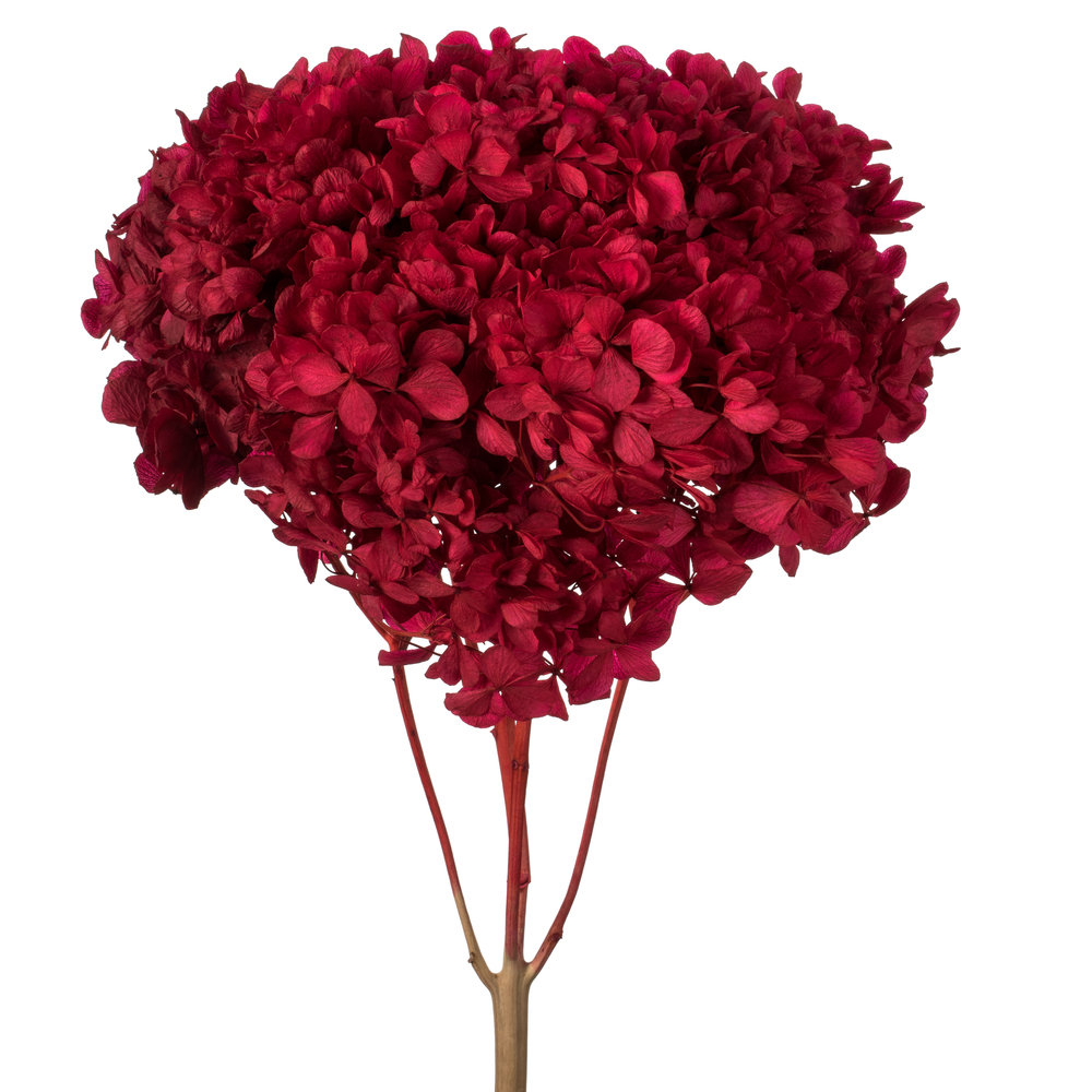 Preserved Hydrangea Stems, Red