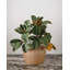 Faux Magnolia Branch