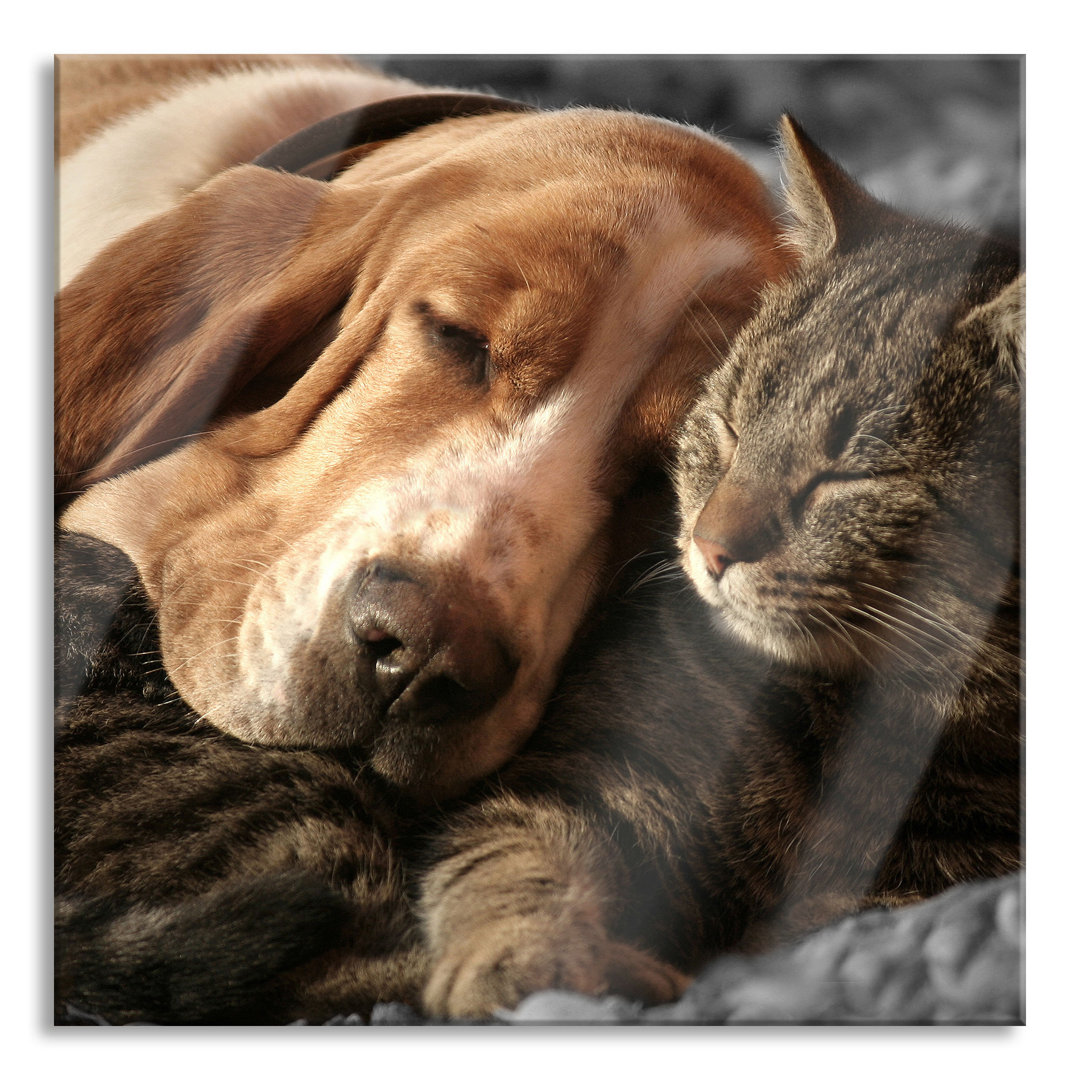 Glasbild Katze und Hund kuschelnd