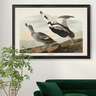 " Pied Working Duck "