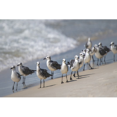 " What's Up Gulls "