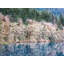 Spring Alder Grove On Lake Crescent Print by Bruce Heinemann-855338966