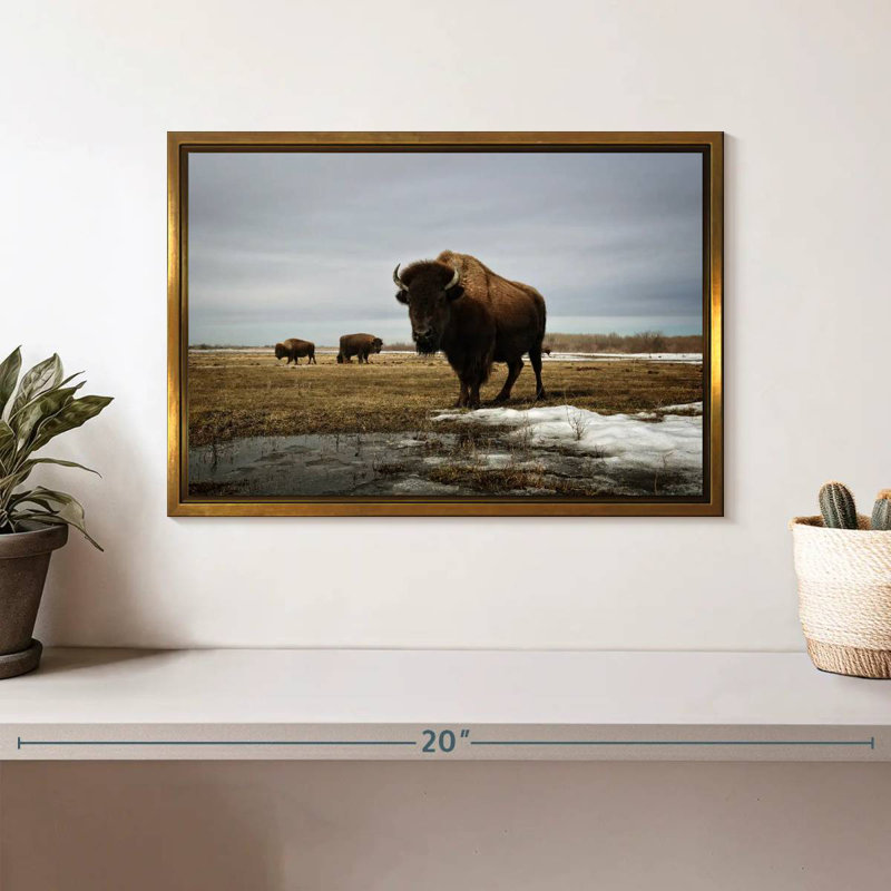 Bison Cloud Day, Cadre flottant doré, 13 po x 9 po