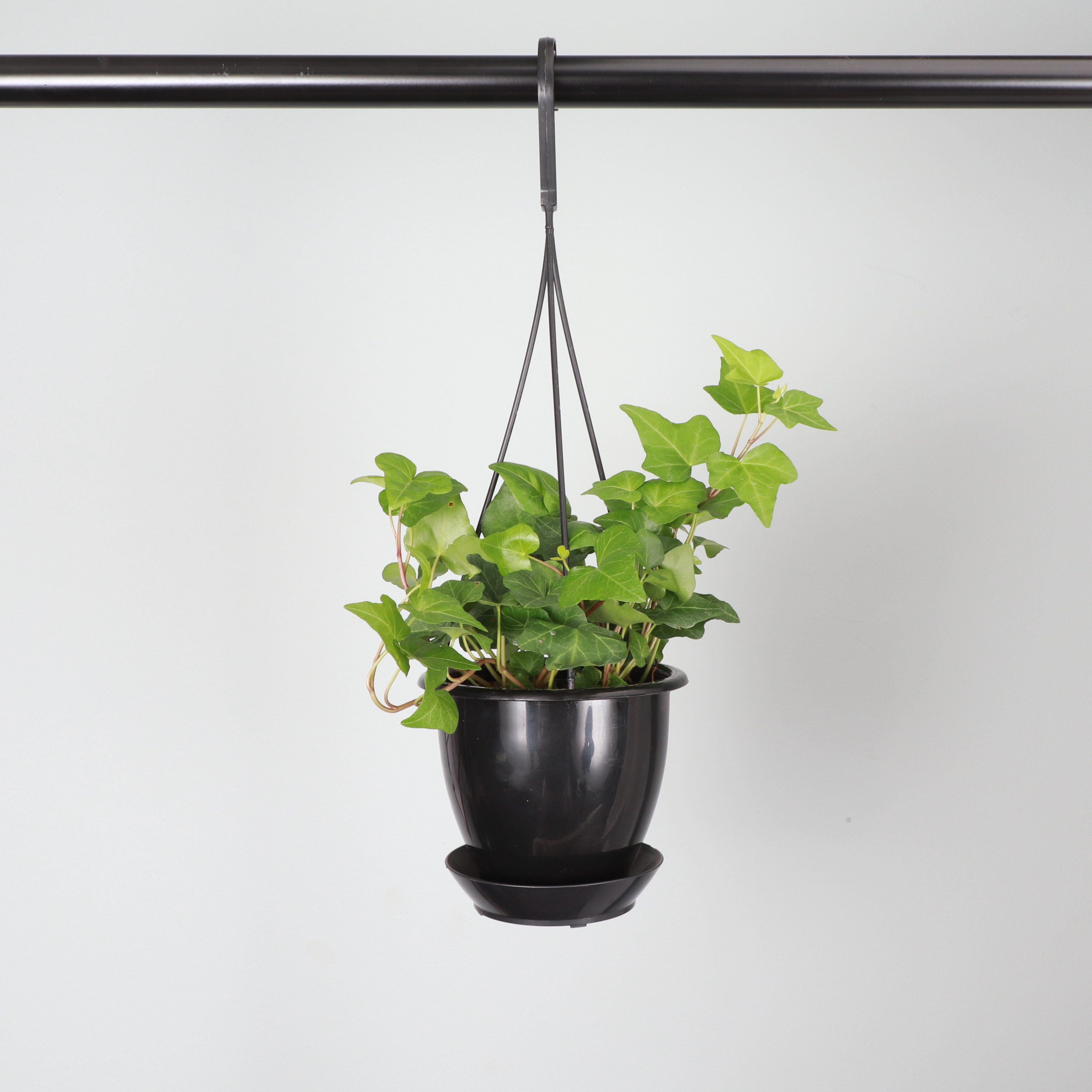 black philodendron plant Philodendron black cardinal starter plant **(ALL plants require you to  purchase ANY 2 plants!)**