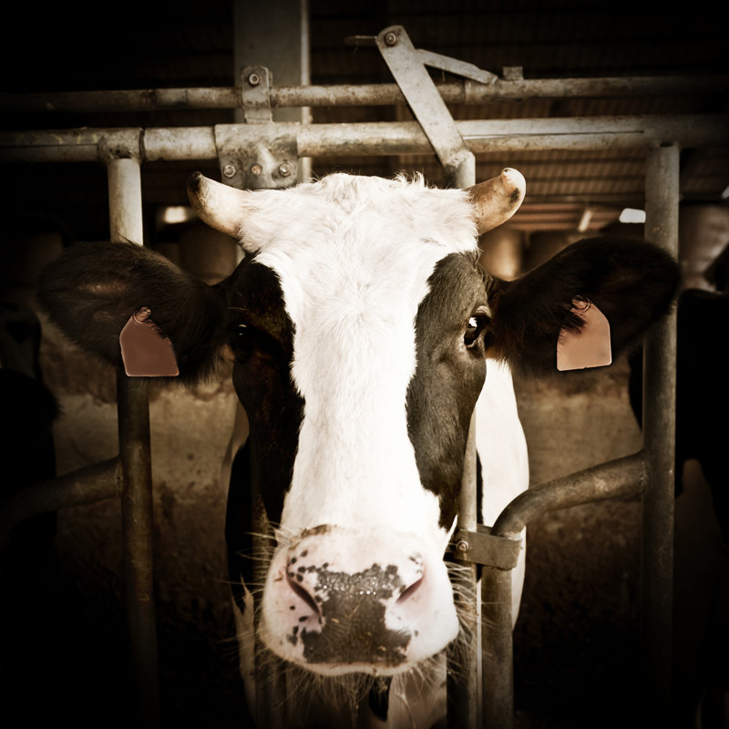 Veau à l'intérieur de la ferme par Mauro_Grigollo, H 12 po x l 12 po