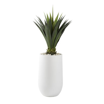 Agave géante en pot rond