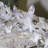 Landscape & Nature Crystal