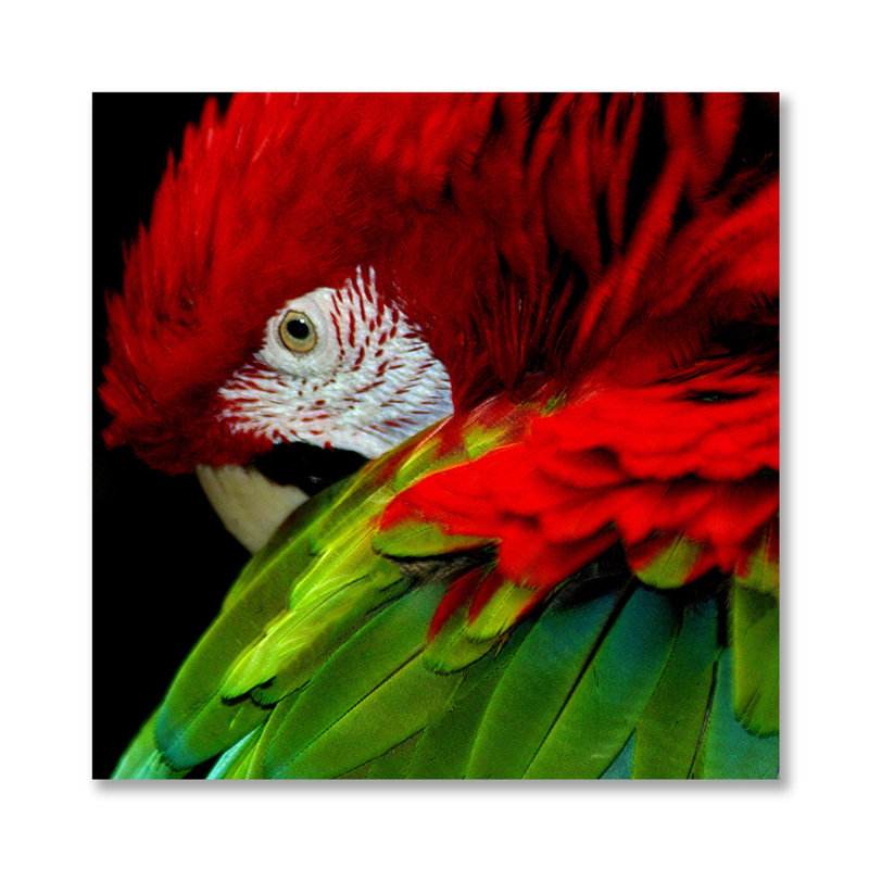 Perroquet en pose - photographie, H 36 po x l 36 po x P 1,5 po, Aluminium