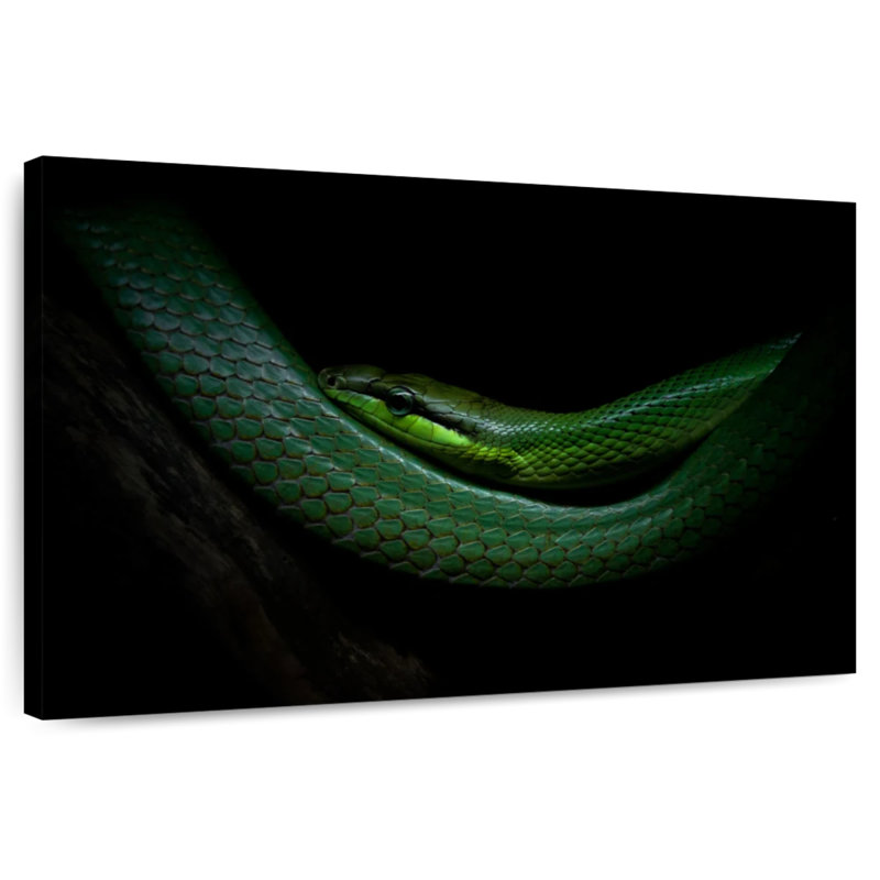 Brampt Mamba, 34" H x 51" W