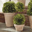 Preserved Greens Boxwood Topiary in Ceramic Pot