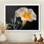 «White Yellow Whimsical Wonders Morning Glory - Morning Glory», reproduction d'art murale-258240034-258240044