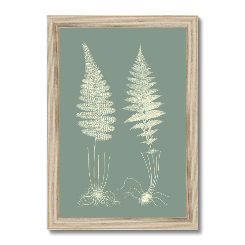 Ferns On Sage VI by Vision Studio - Painting, Natural Wood Framed Paper Print, 50cm H x 34cm W