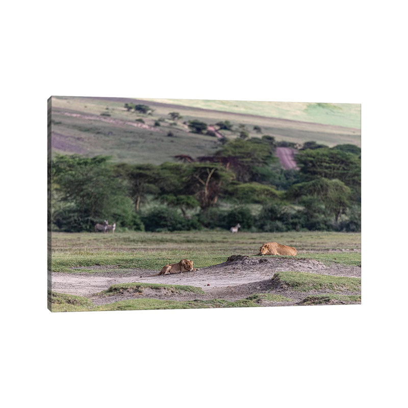 Lion Sleep by Anders Jorulf - Wrapped Canvas Gallery-Wrapped Canvas Giclée, 20.32cm H x 30.48cm W
