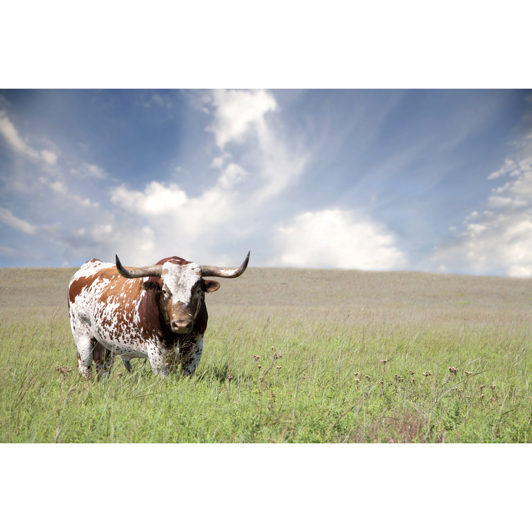 Texas Longhorn Stier von Codyphotography - Kunstdrucke auf Leinwand ohne Rahmen