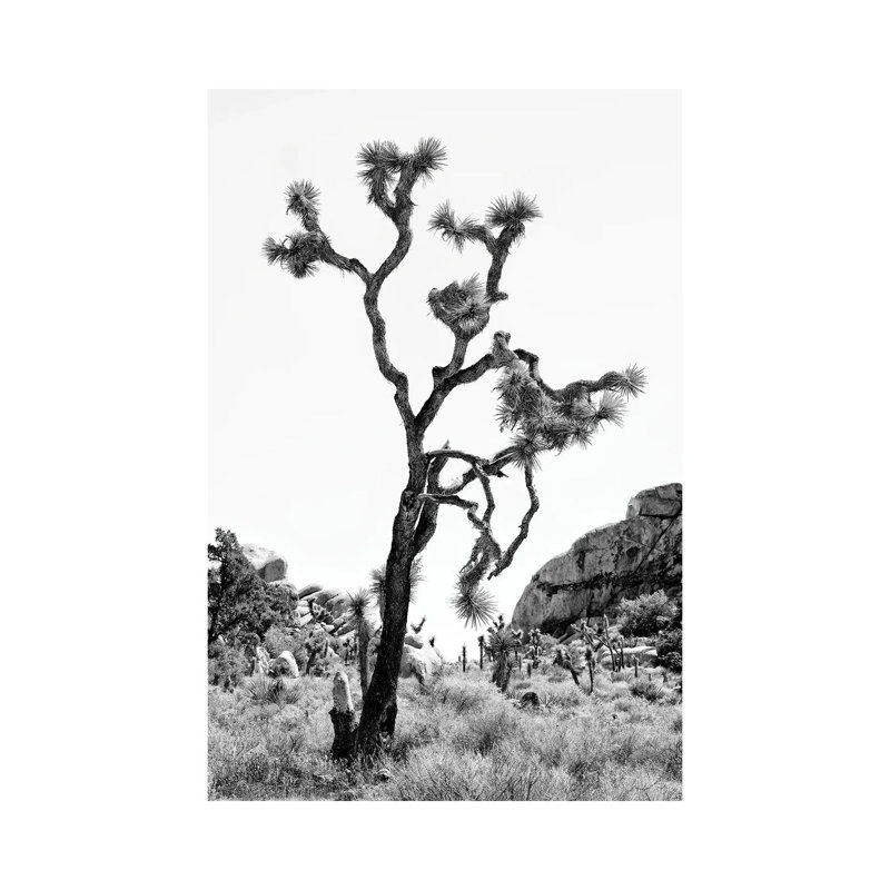 The Joshua Tree by Philippe Hugonnard - Wrapped Canvas Print, 101.6 cm H x 66.04 cm W x 1.91 cm D