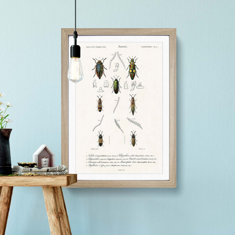 Beetle Illustration PL.4 by Charles D'Orbigny - Single Picture Frame Print, 33cm H x 24cm W x 2cm D, Oak Framed