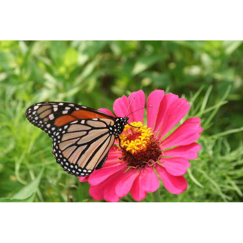 Monarch Butterfly - Wrapped Canvas Print, 81cm H x 122cm W x 3.8cm D