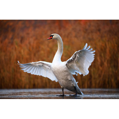 Swan On Ice by Antagain - Wrapped Canvas Print