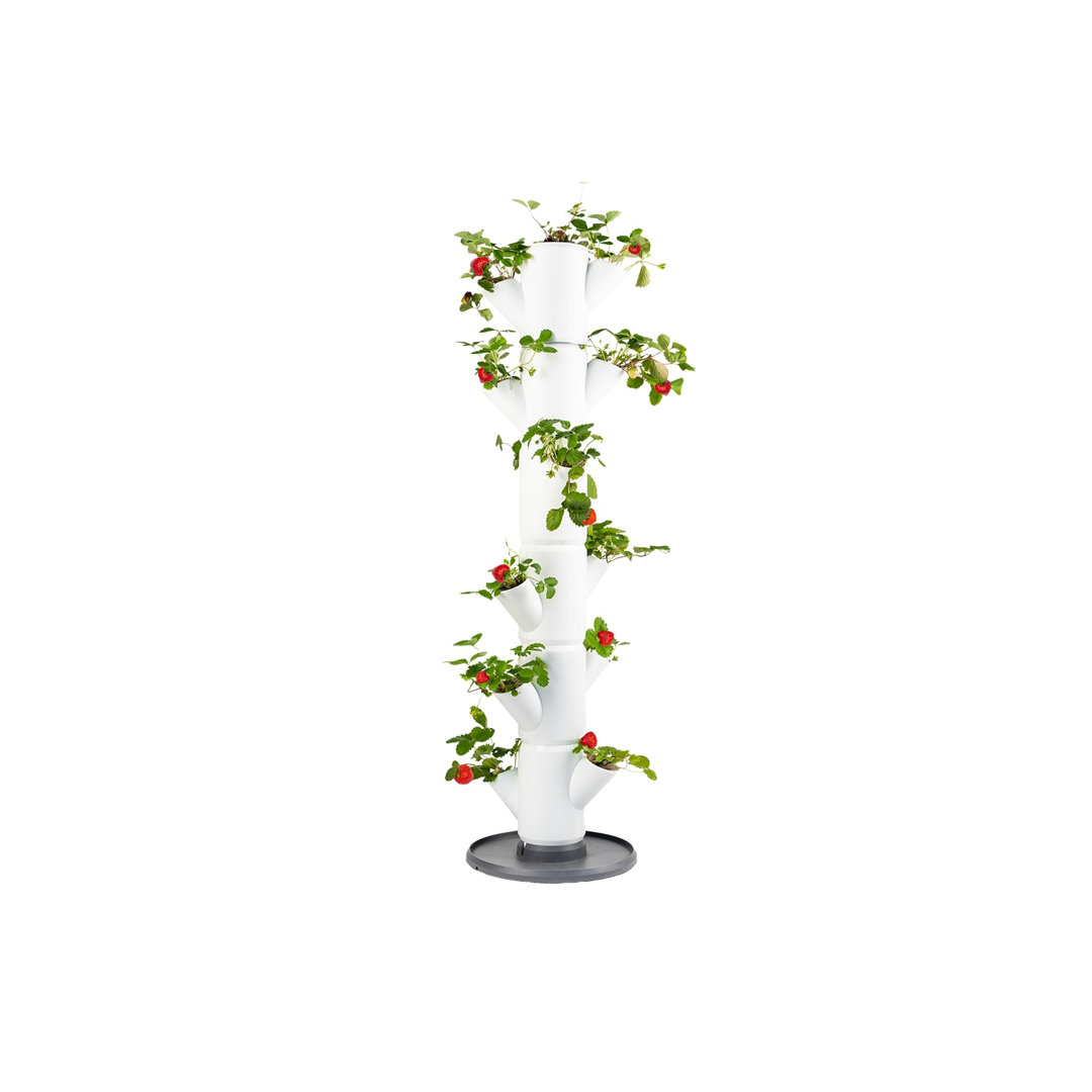 Rackhams White Sissi Strawberry Easy-Watering Strawberry Tree - Classic - Image 3