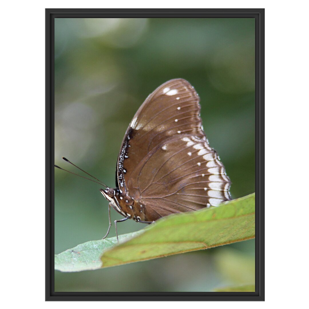 Gerahmtes Wandbild kleine bräunlicher Schmetterling