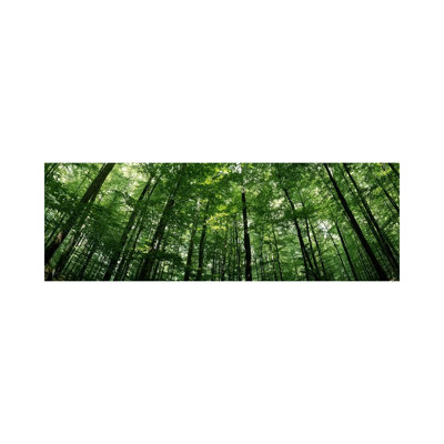 Low Angle View Of Beech Trees, Baden-Wurttemberg, Germany #2 - Wrapped Canvas Panoramic Print