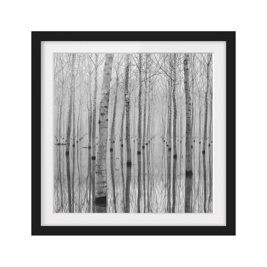 Gerahmtes Poster Birch Trees in November