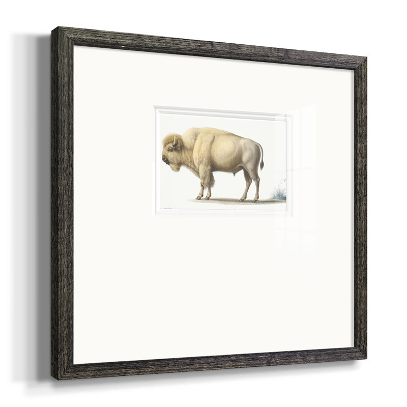 Nevitt White Buffalo, reproduction d'art encadrée sur papier, H 17 po x l 17 po x P 1,25 po, Cadre noir