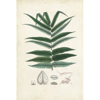 Collected Ferns IX - Wrapped Canvas Painting