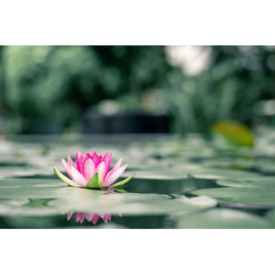 Beautiful Lotus Flower on the Water After Rain in Garden 1 Piece Wrapped Canvas Wall Art