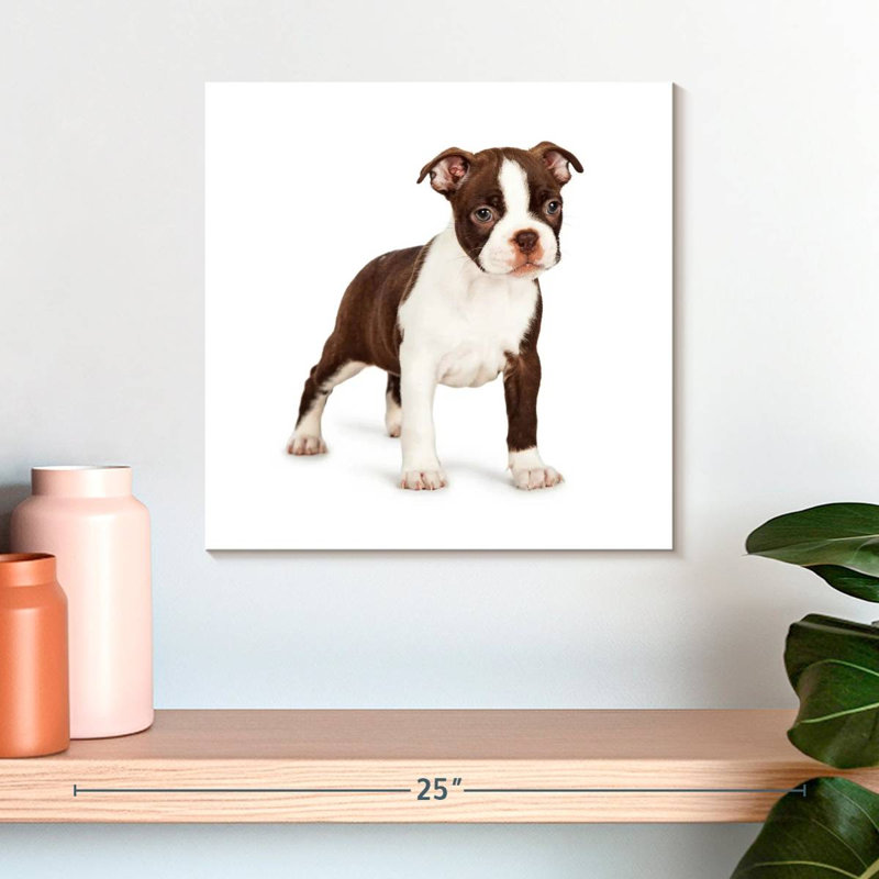 Crowle Baby Boston Terrier, H 16 po x l 16 po