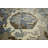 Performance Wool Oriental Indoor Rug
