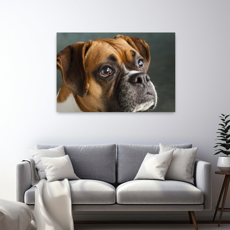 Studio Portrait Of Boxer Dog Abstract Contemporary Wall Art, H 32 po x l 48 po