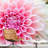 Floral Petal Closeup Border-93996752