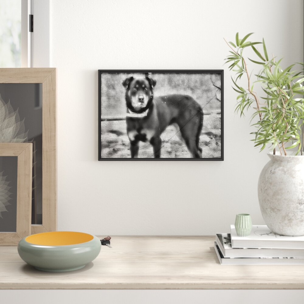 Gerahmtes Wandbild prächtiger Rottweiler