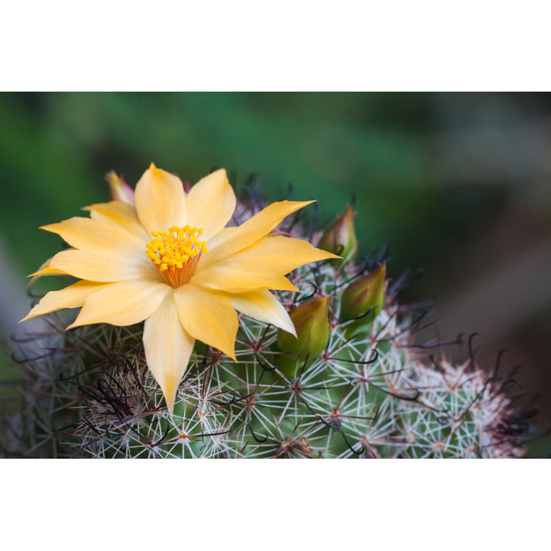 Cactus Flowers - Wrapped Canvas Print, 20cm H x 30cm W x 3.8cm D