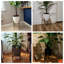 Abdisalam Plant Stand