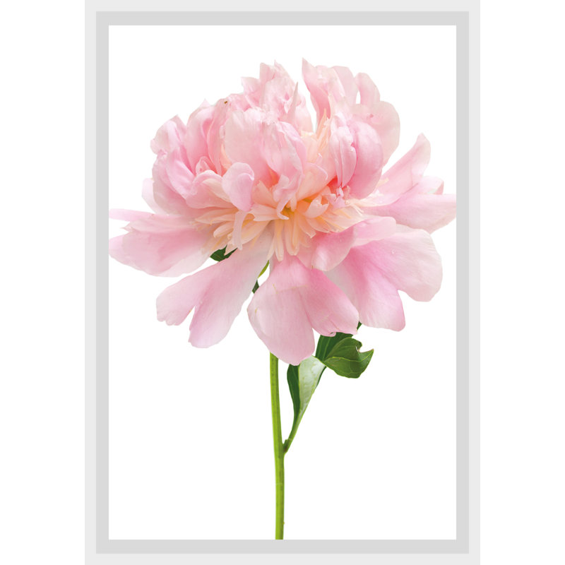 Rose - Single Picture Frame Print