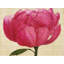 Pink Peony Print by Karen Sikie