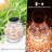 6.7'' Solar Powered Integrated LED Outdoor Lantern
